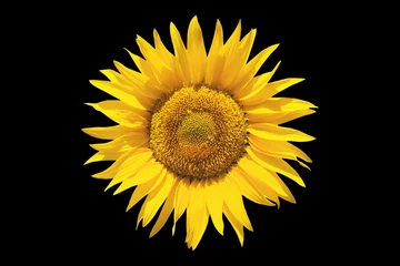 Crédence de cuisine en verre imprimé Tournesol Sunflower on black isolated background