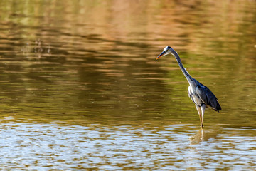 Grey Heron or Ardea cinerea stands in river