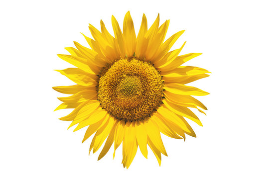 Sunflower on white isolated background
