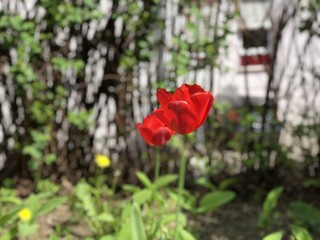 Tulip float red 