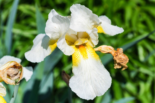 Decorative white iris blossoms in garden