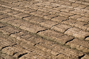 Agriculture texture