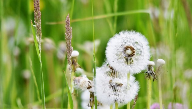 Close up of a  common dandelion blow ball
