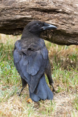 crow