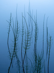 Naturalistic abstract background. Equisetum growing in lakeside water. It is the only living genus in Equisetaceae, a family of vascular plants that reproduce by spores rather than seeds.