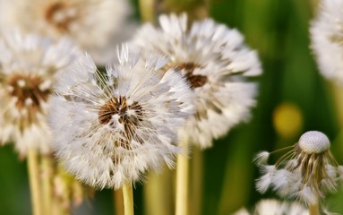 Close up of a  common dandelion blow ball
