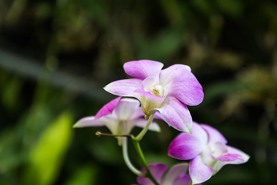 beautiful orchid flower in garden