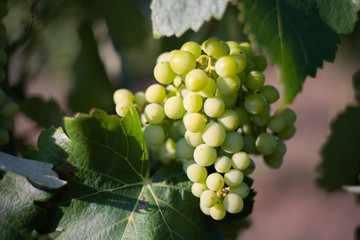 Grapes ready to be picked up somewhere in Catalonia