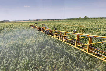 CHICKEN YELLOW GROWTH FASTING MIXTURE TREATMENT PROTECTION MEASUREMENT