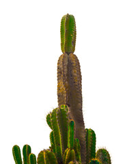 close up of cactus isolated on white background with  copy space