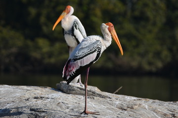 Painted Storks