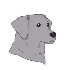dog portrait profile, look