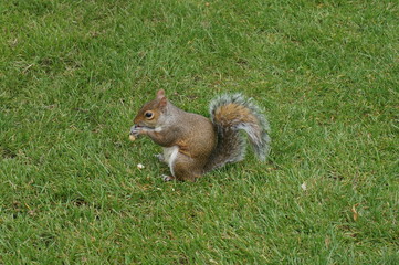 squirrel