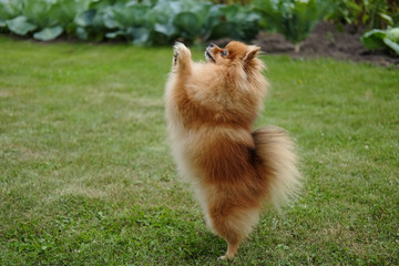 Pomeranian on the lawn near the house