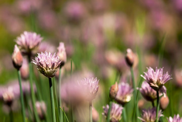 Chive flowers bloom in a springtime herb garden.