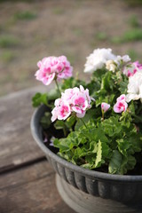 white and pink flowers