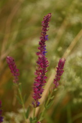 The Lavender plant blossoms in a meadow, in a field.