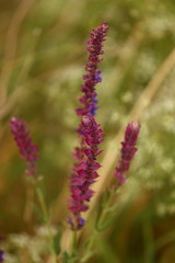 The Lavender plant blossoms in a meadow, in a field.