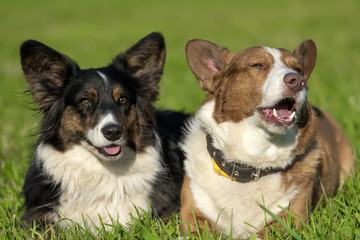 two welsh corgi cardigan