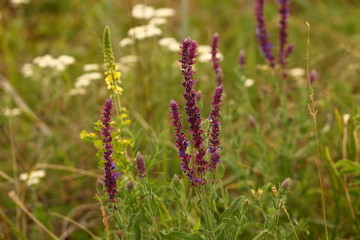 The Lavender plant blossoms in a meadow, in a field.