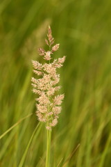 Wheat, ear plants on summer field. Russia. Country life. Nature.