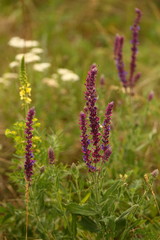 The Lavender plant blossoms in a meadow, in a field.