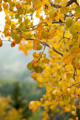 Golden Aspen Leaves