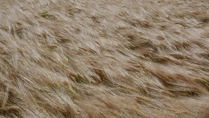 Getreidefeld  im Wind ,  Gerste, Roggen, Weizen. Nahaufnahme, Textur, Hintergrund.
 Goldenes Getreidefeld zur Erntezeit.  

