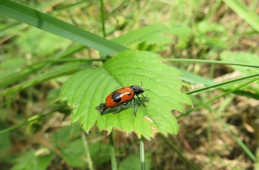 Red beetle on leaf in the garden, closeup