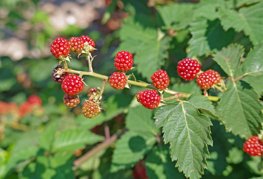  unripe blackberries on the bush