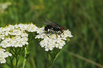 Fly on yarrow flowers in the meadow, closeup