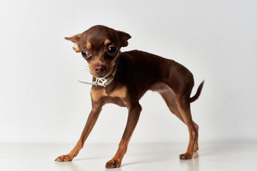 brown dog on a light background