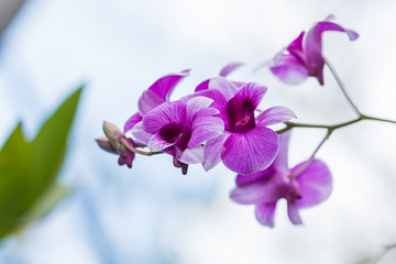 Fototapeta na wymiar beautiful orchid flower in garden
