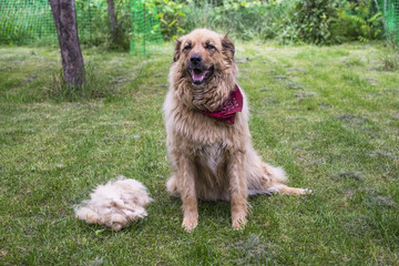 A big fluffy happy dog is sitting after shedding the wool outdoors.