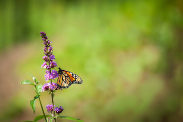 Monarch Butterfly