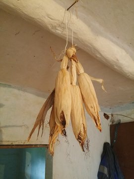 A collection of corn put to dry, on the roof of an old house with mud brick (adobe, bahareque) walls and a blue and gray backpack.