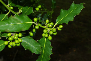 Grüne Früchte der Stechpalme, Ilex, Ilex aquifolium