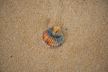 Sea shell on a sandy beach