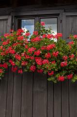 Fototapeta na wymiar Natura e architettura: gerani rossi sul balcone di una casa di legno
