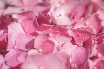soft pink hydrangea flower close up
