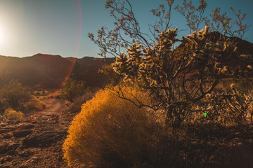 Joshua Tree Tumbleweed