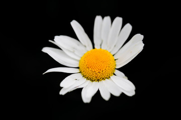 Daisy on black