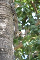 Wild Squirrel on a tree in Miami Beach