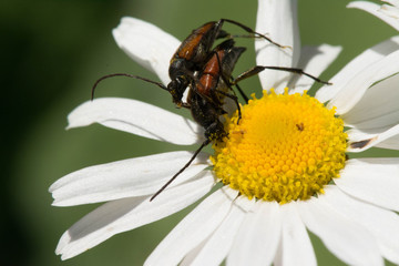 Two brown beetles sitting on a daisy flower