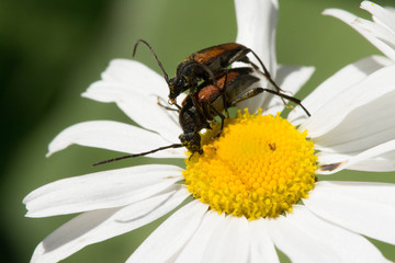 Two brown beetles sitting on a daisy flower