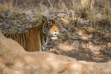 A beautiful morning spent with mother and her cubs of ranthambore national park