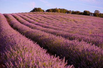 Obraz na płótnie Canvas Lavender field at sunset