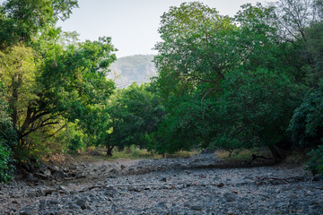 Fototapeta premium A beautiful morning spent with mother and her cubs of ranthambore national park