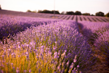 Naklejka premium lavender field at sunset
