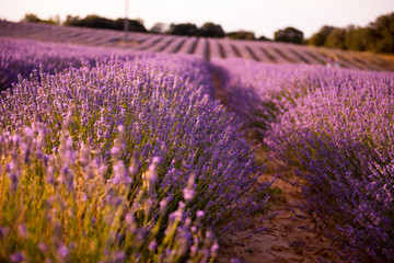 Obraz premium lavender field at sunset